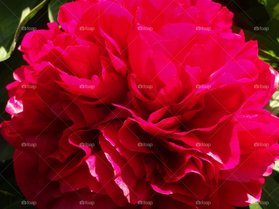 red rose in macro