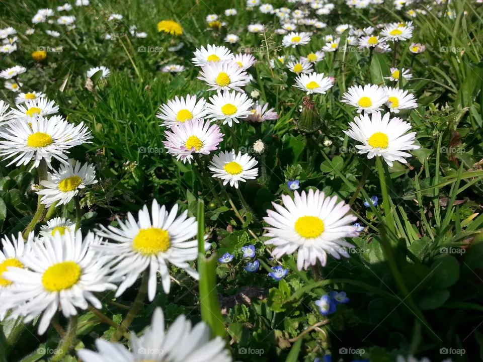 Daisy