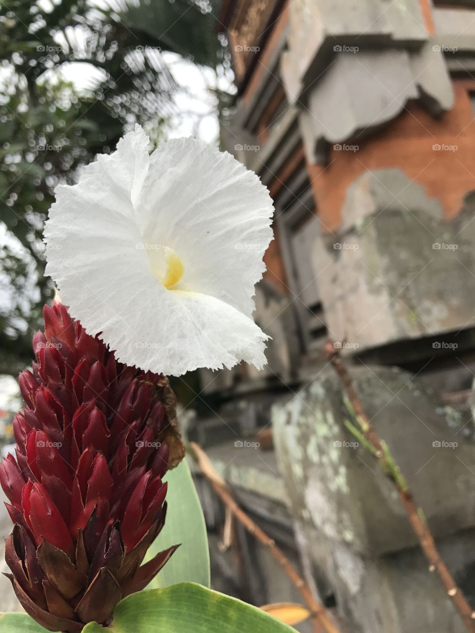 Asian Flower blossom