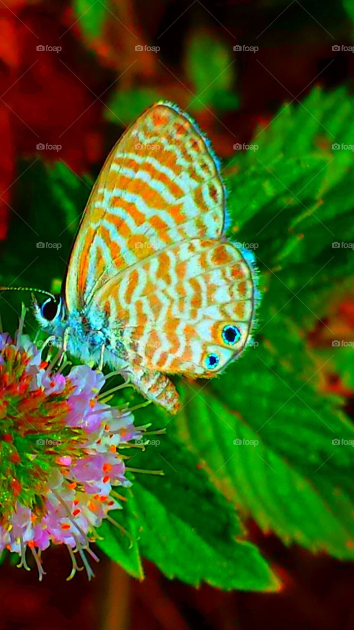 "Beautiful Butterfly"