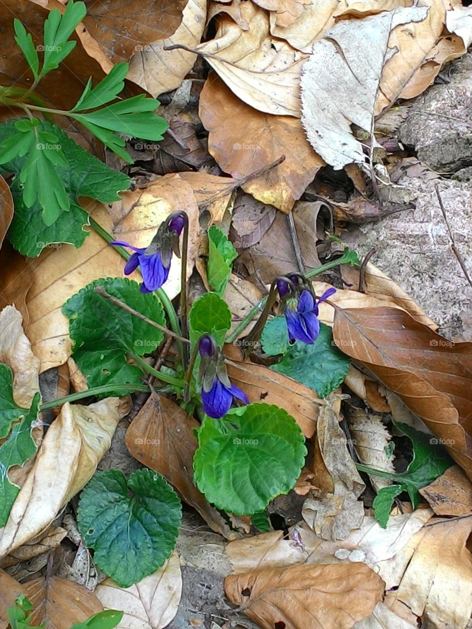 Overhead view of flower