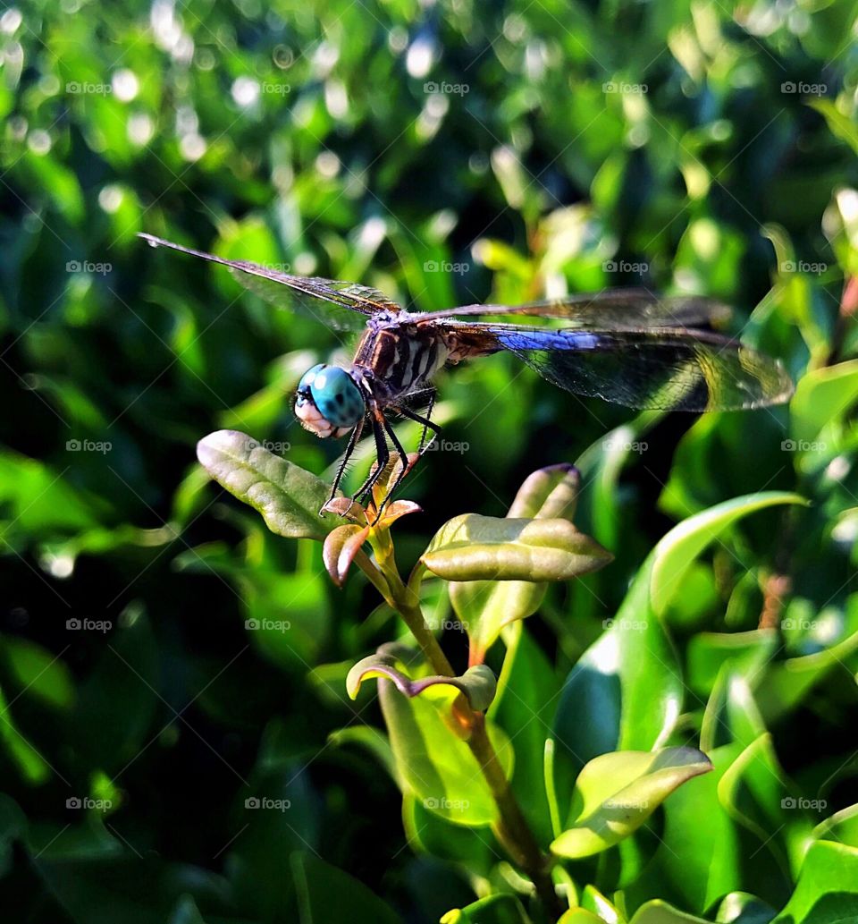 Dragonfly
