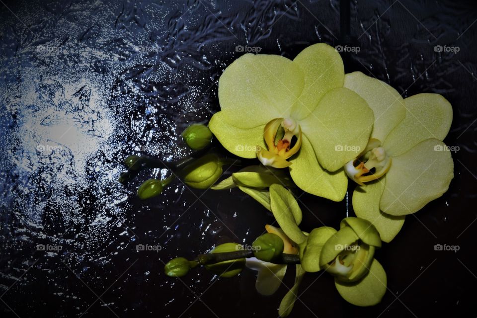 Orchids in Front of a Shattered Background