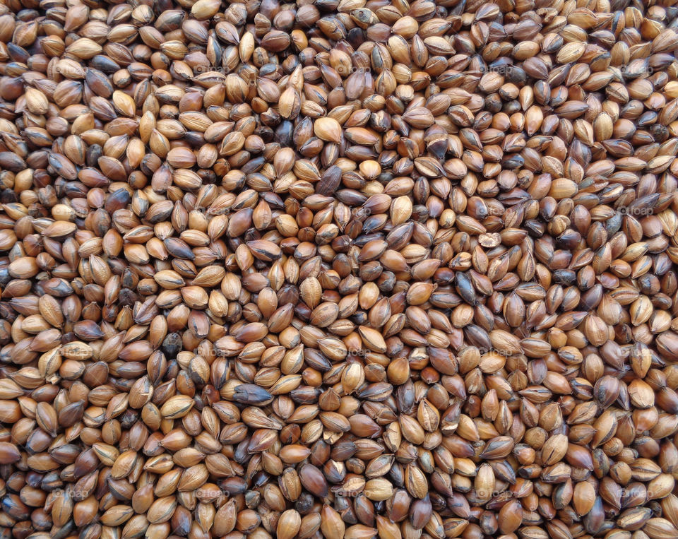 Roasted Barley Close-up for Background, Texture, Pattern