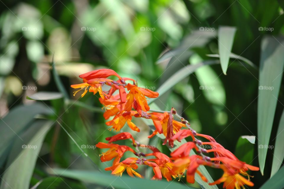 nature flower