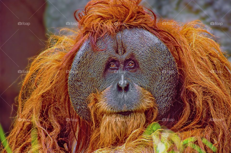 A big male orangutan having a bad hair day.