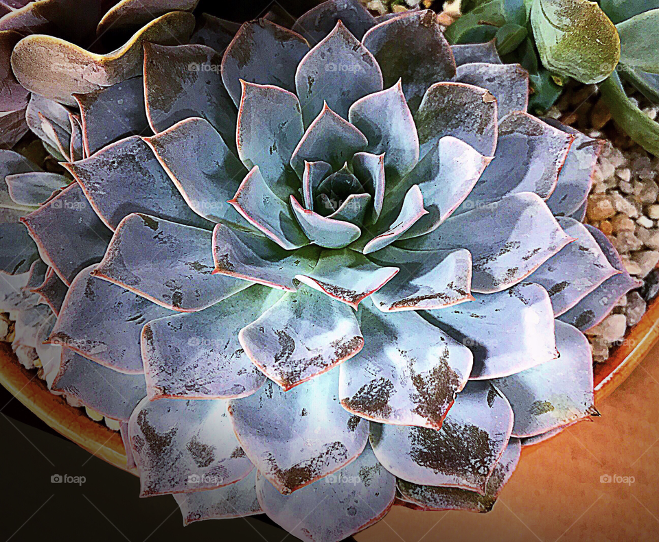 Gardening-large unusual blue succulent.