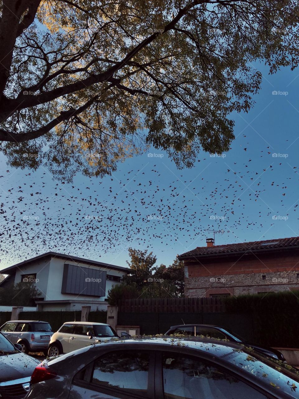 The bird leaving for the winter 