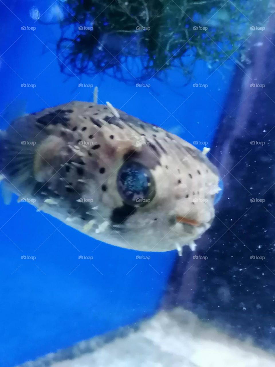 Puffer fish