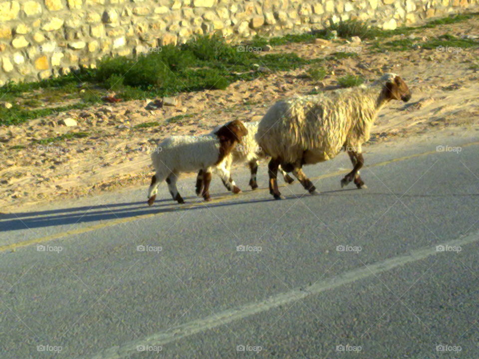 Lamb's. Lamb's on the street crossing
