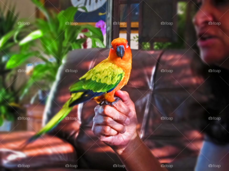 A beautiful and colorful parrot 