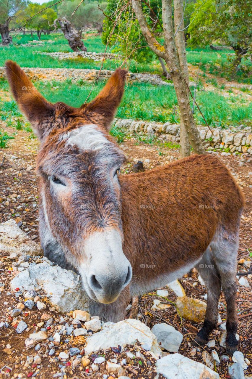 Close view of a brown and white donkey looking at the camera. Donkey at a traditional Mediterranean field, beside a stone wall. Caimari, Majorca (Spain)
