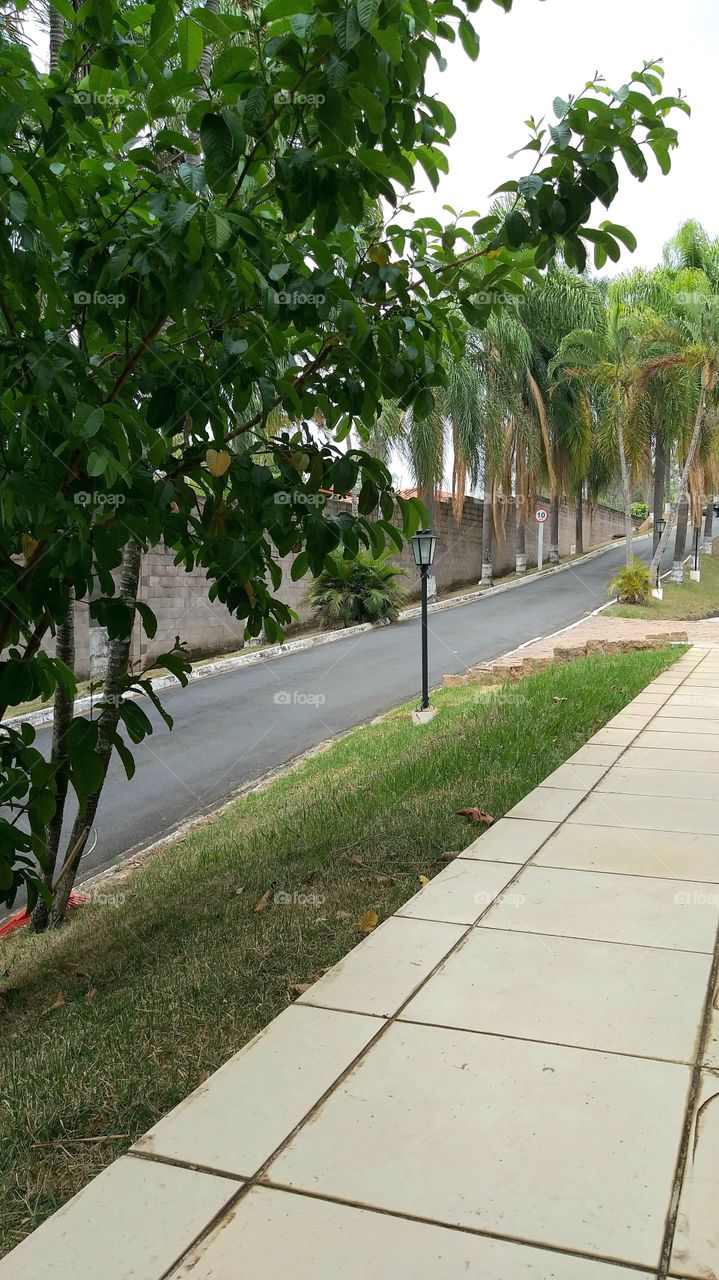 And on the way of life I found a street with beautiful trees and pure air of nature.