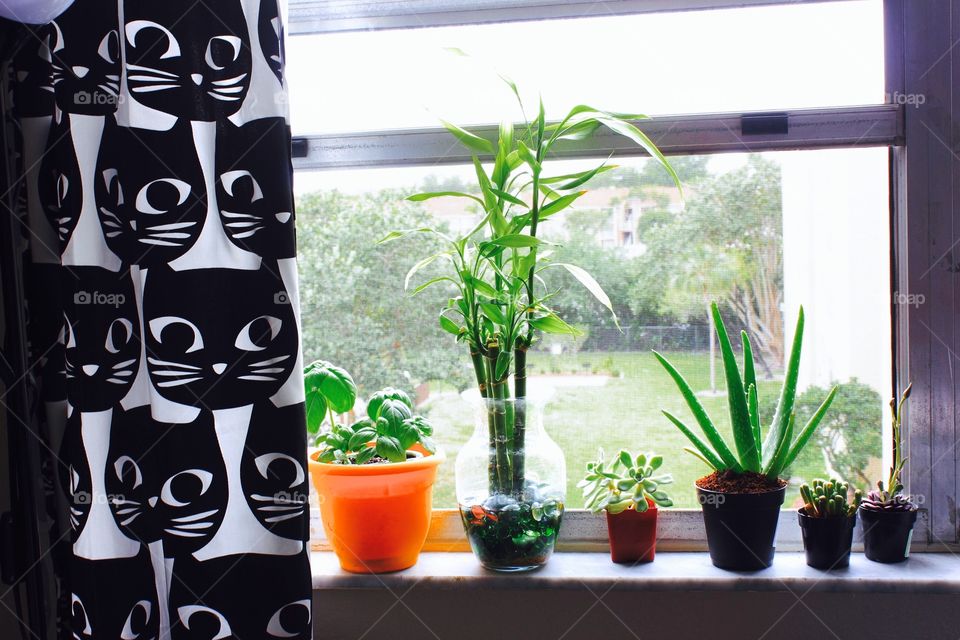 Flower pot arranging on window