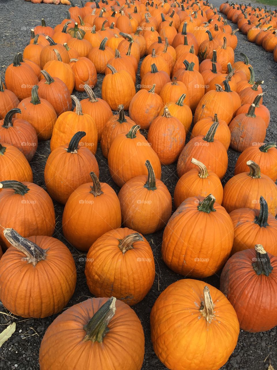 Pumpkins 