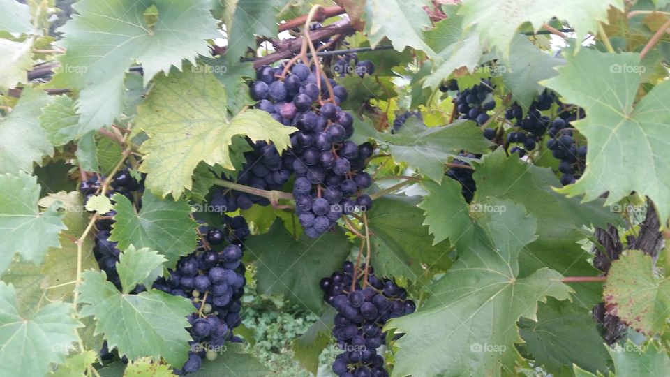 Grape clusters