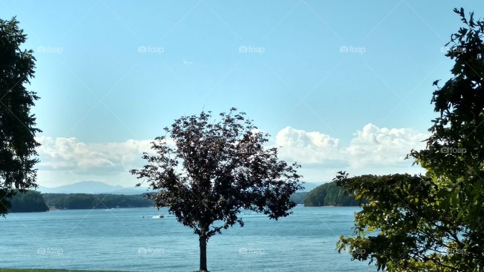 Tree, Landscape, Water, Nature, No Person