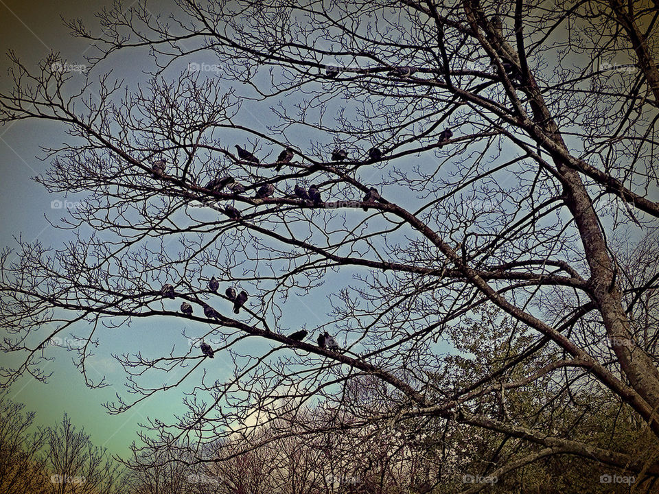 flock of birds spring tree birds by robinseet