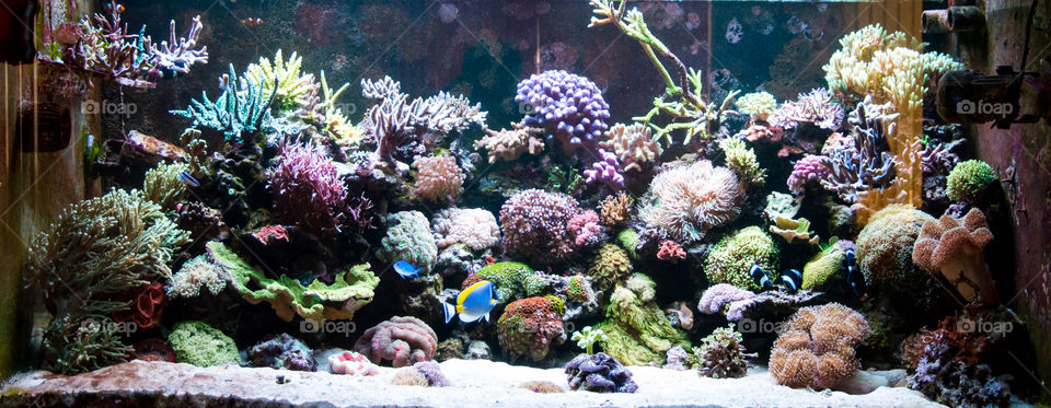 coral reef in aquarium