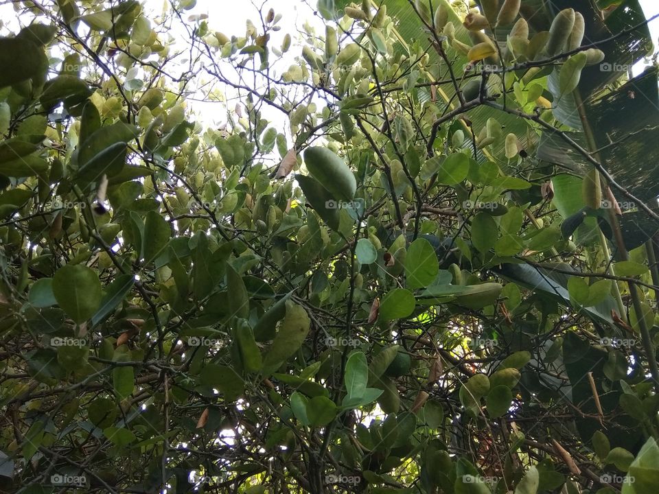 lime in the backyard