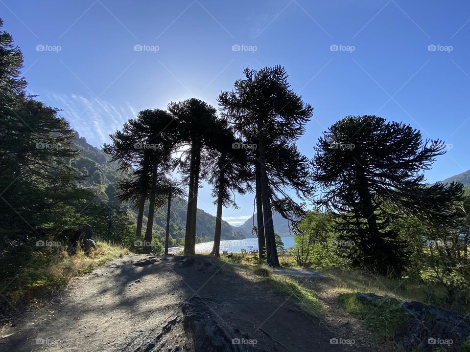 Araucarias Luminosas 