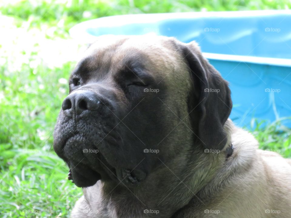 English mastiff 