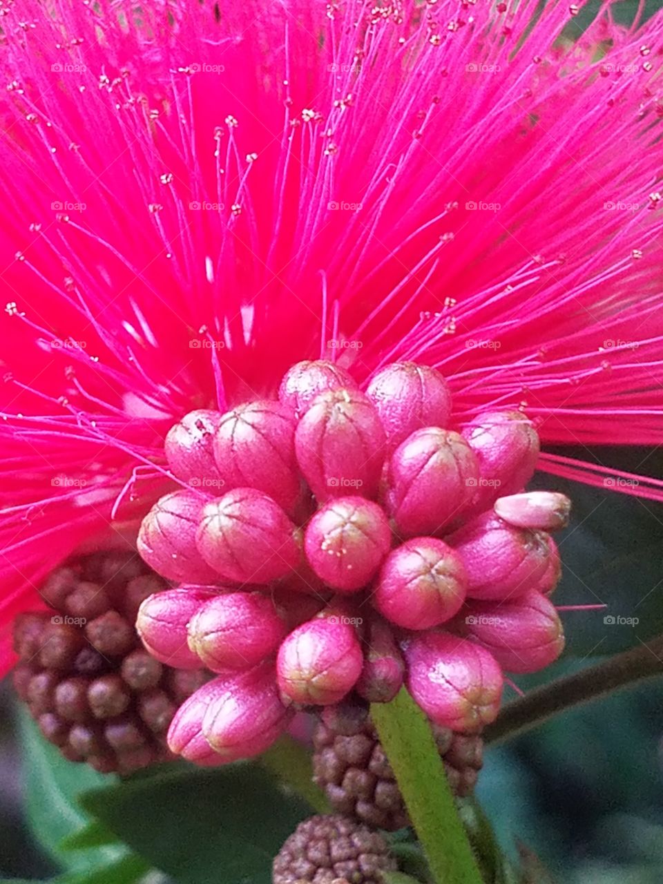 pink puff flower