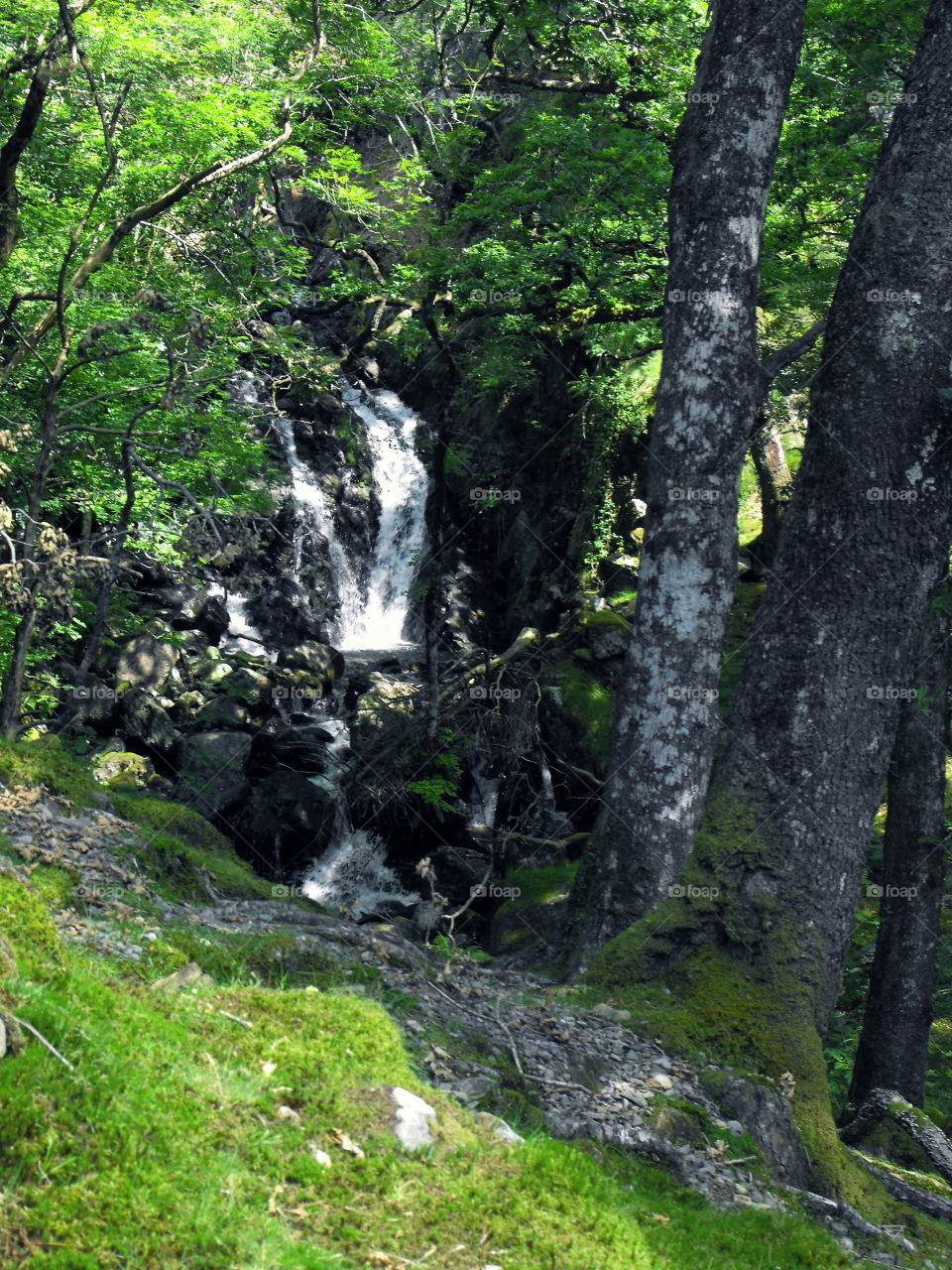 A waterfall in the woods, early summer, Wales