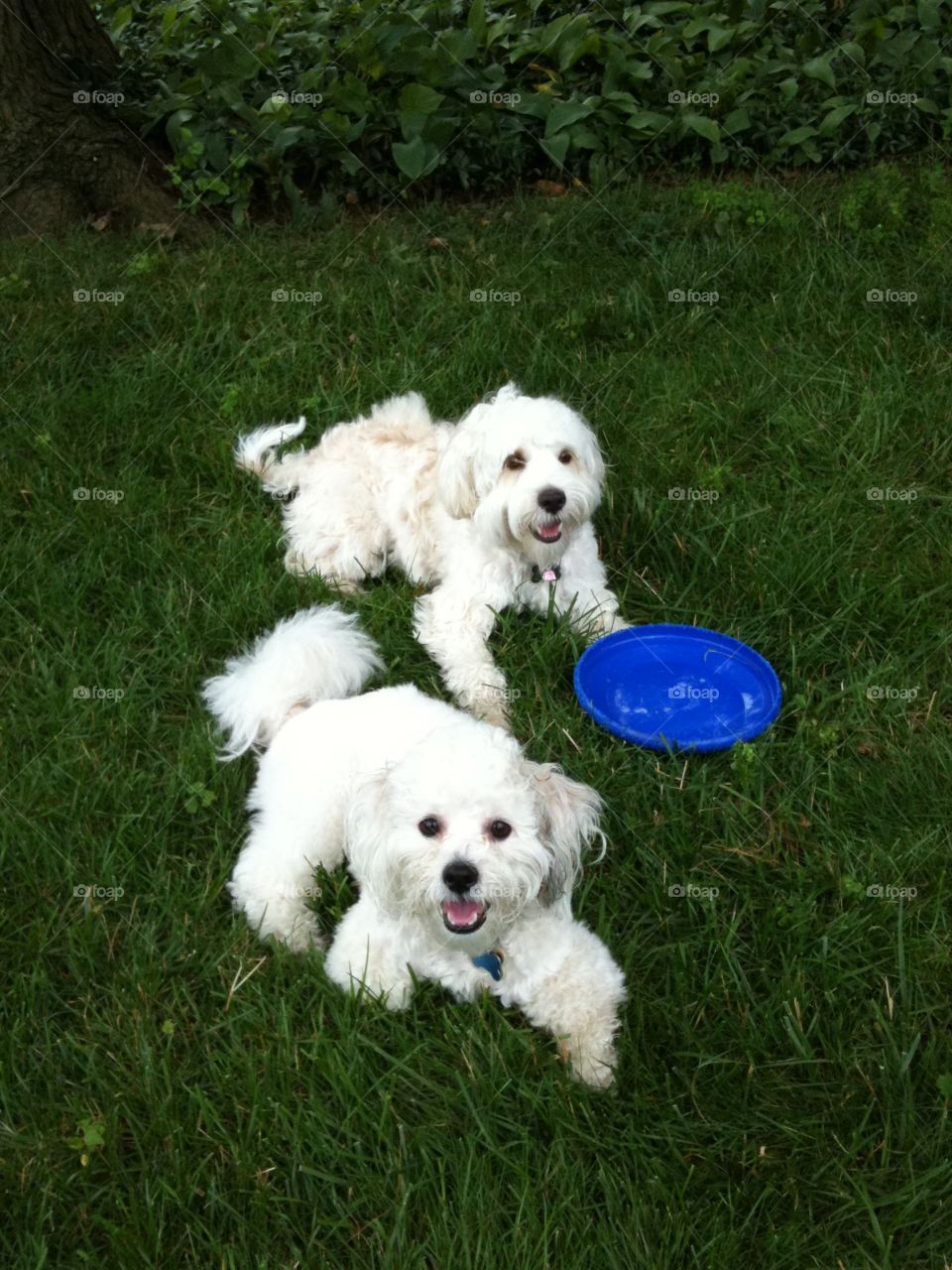 Best friends fur ever. Cooper and his canine pal enjoying playtime