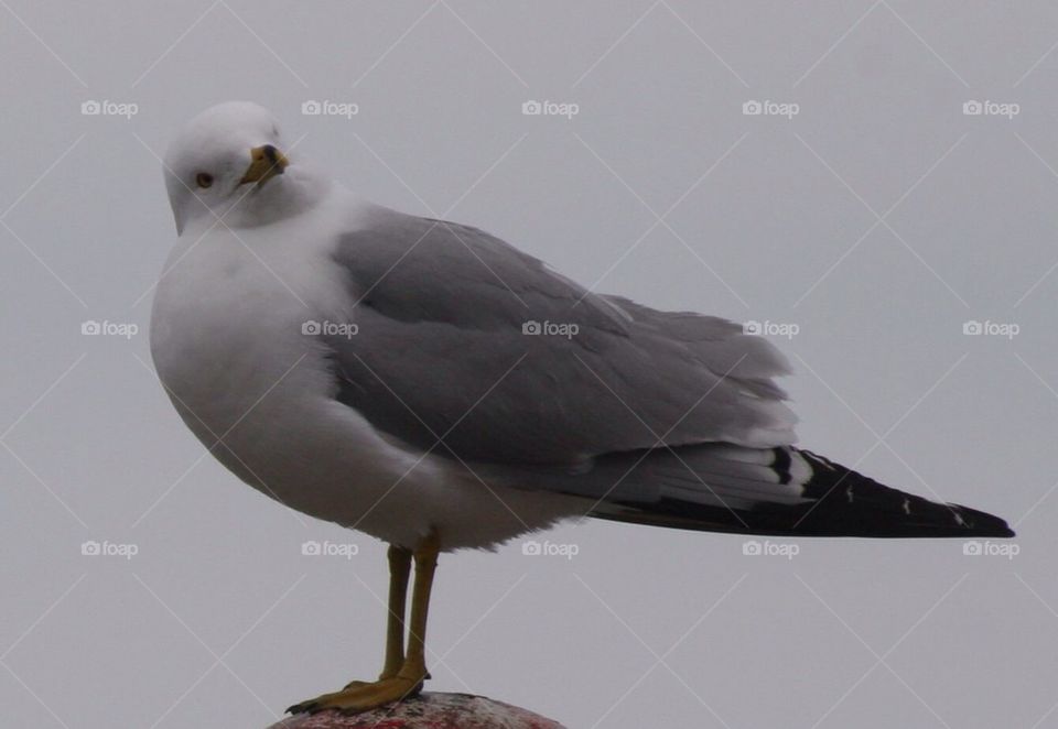 Seagull 