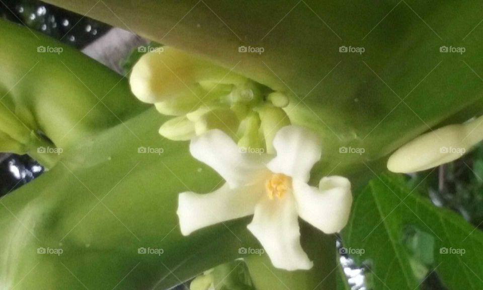 Papaya flower closeup
