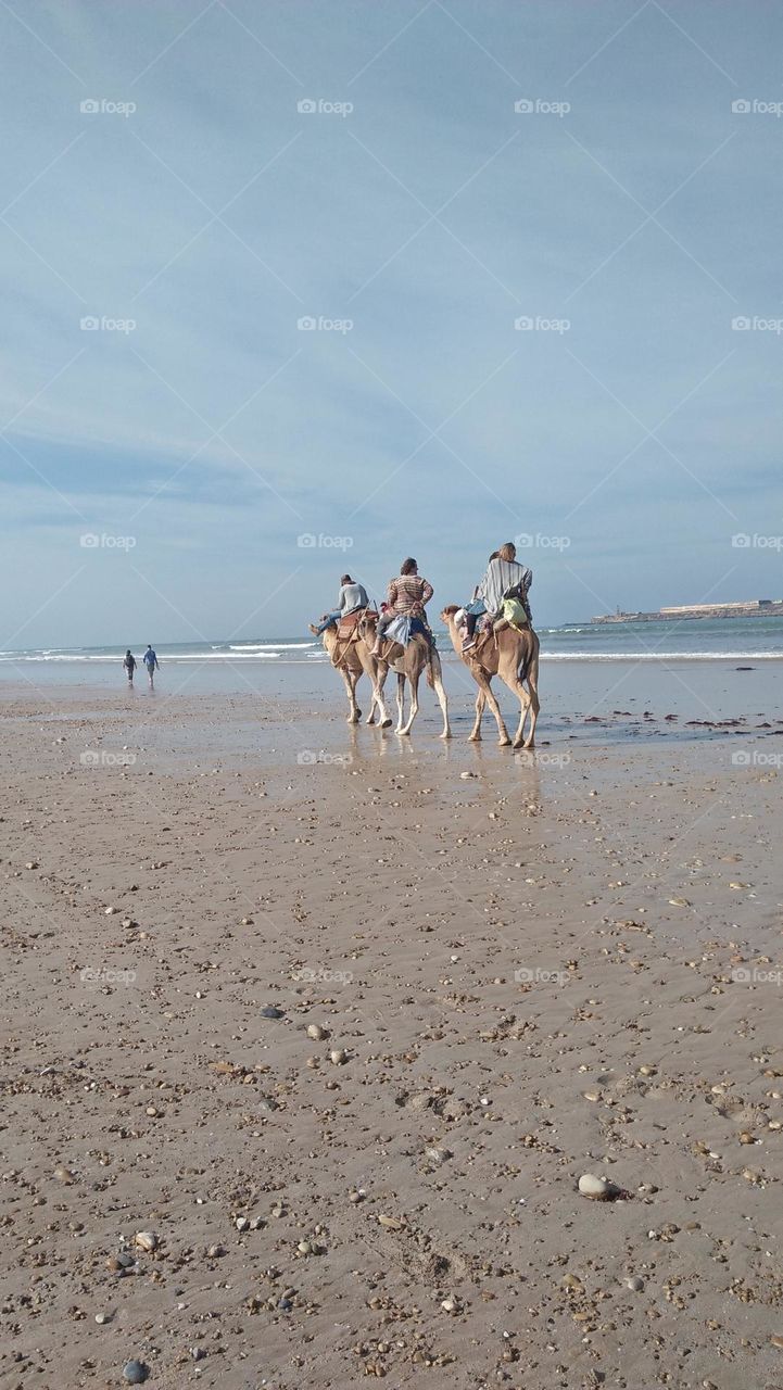 Camel Tourist Ride by the Beach