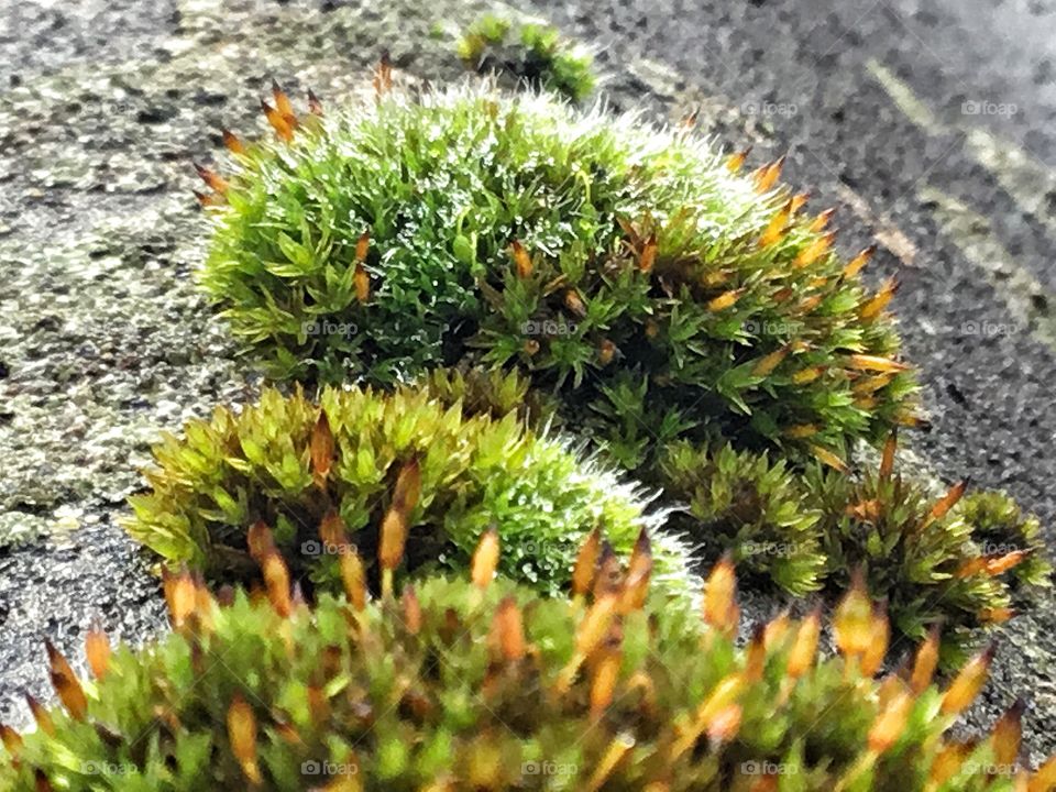 Lush green moss on an autumn day...