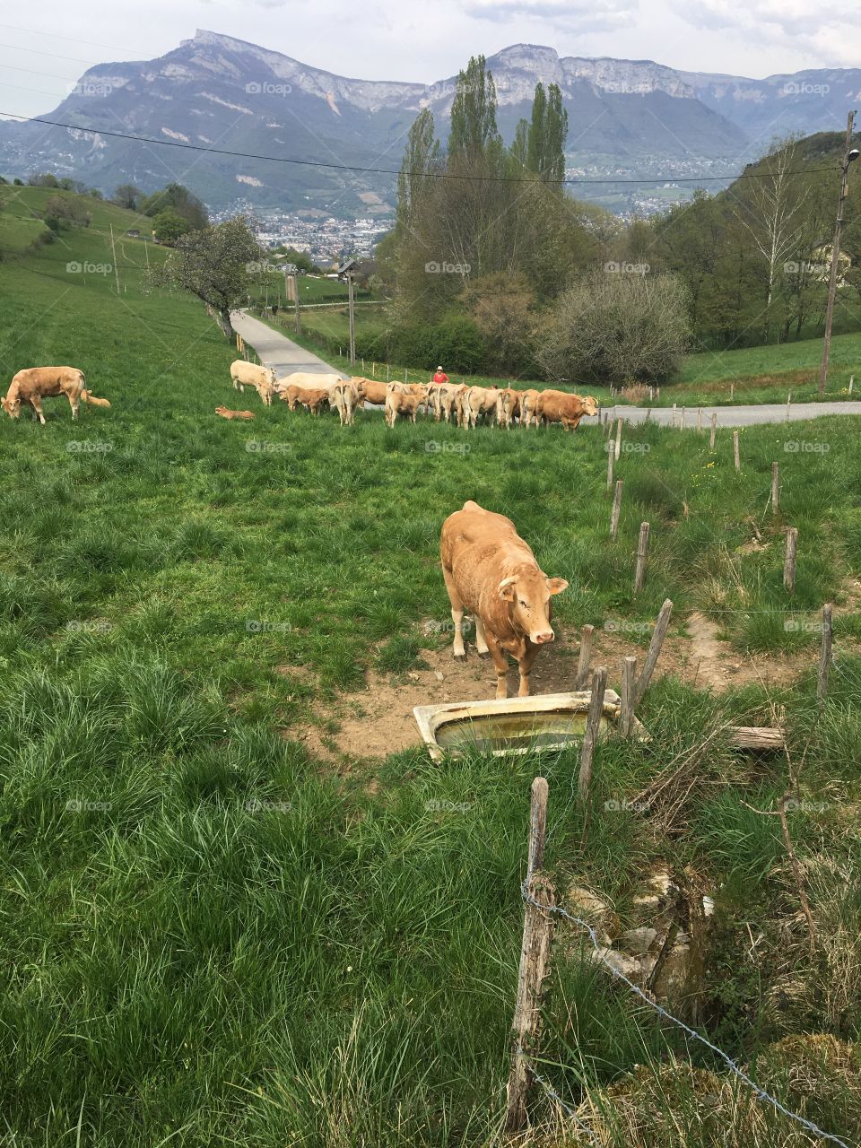 Cows in countryside 