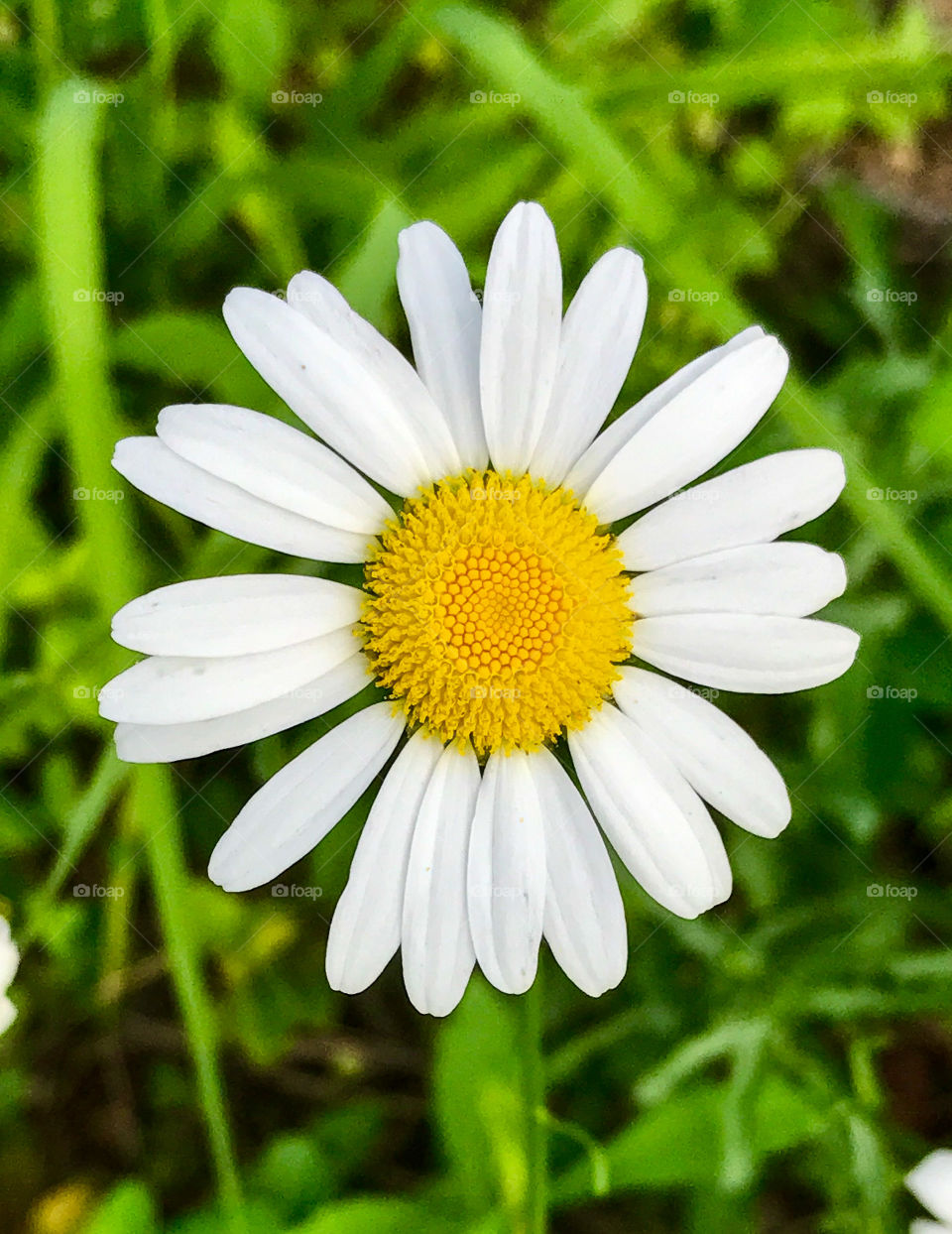 Wild Daisy close up