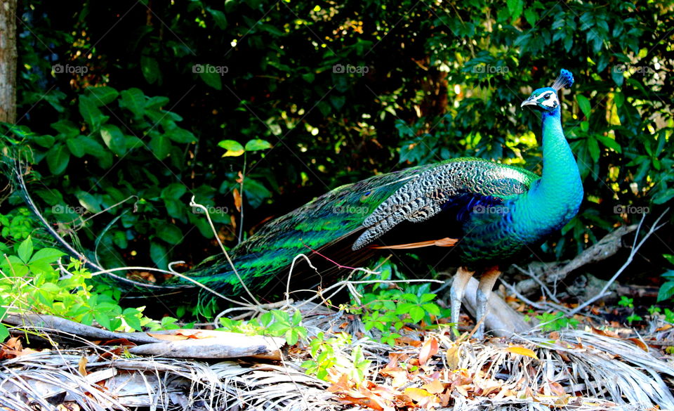 peacock in the garden after rain, bright colors