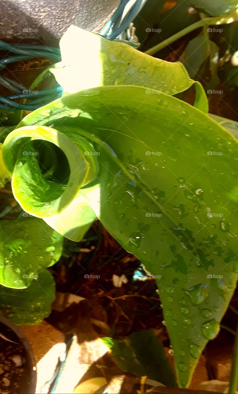 nature color green plants