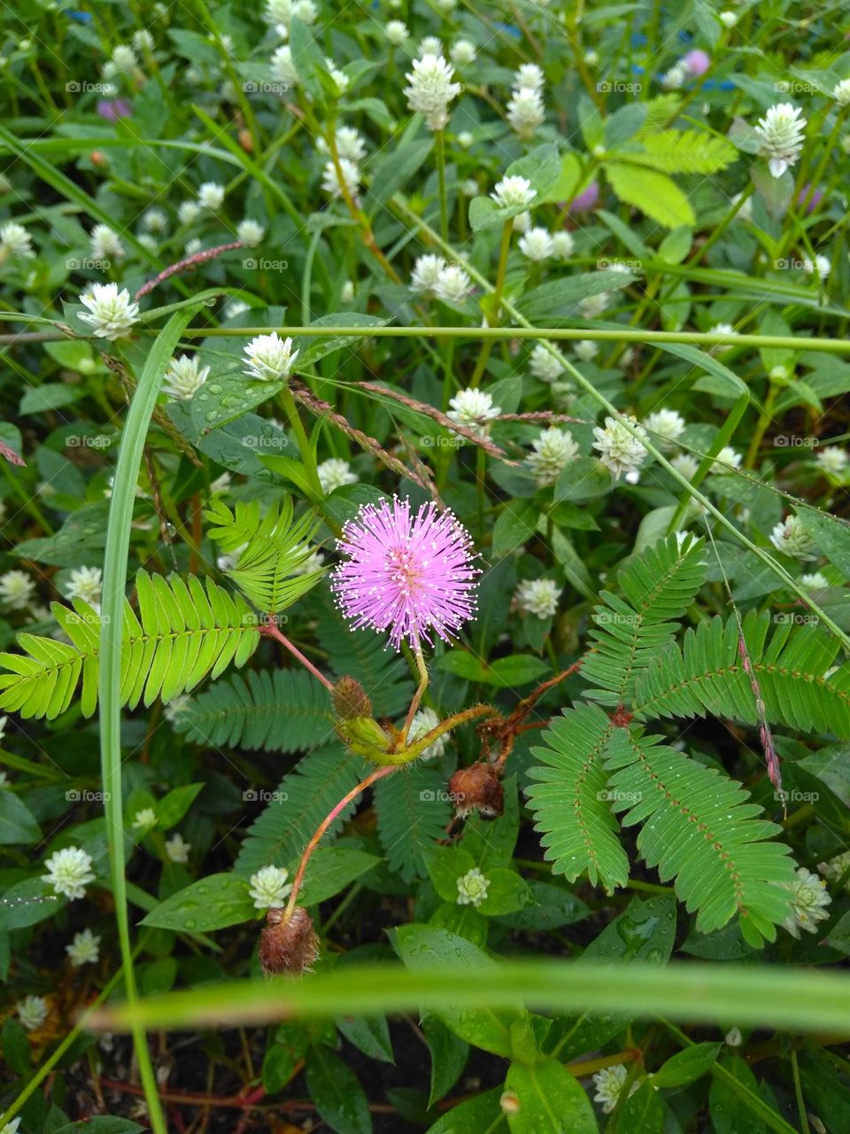 Purple flower on the park