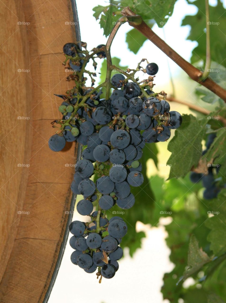 Wine Grapes