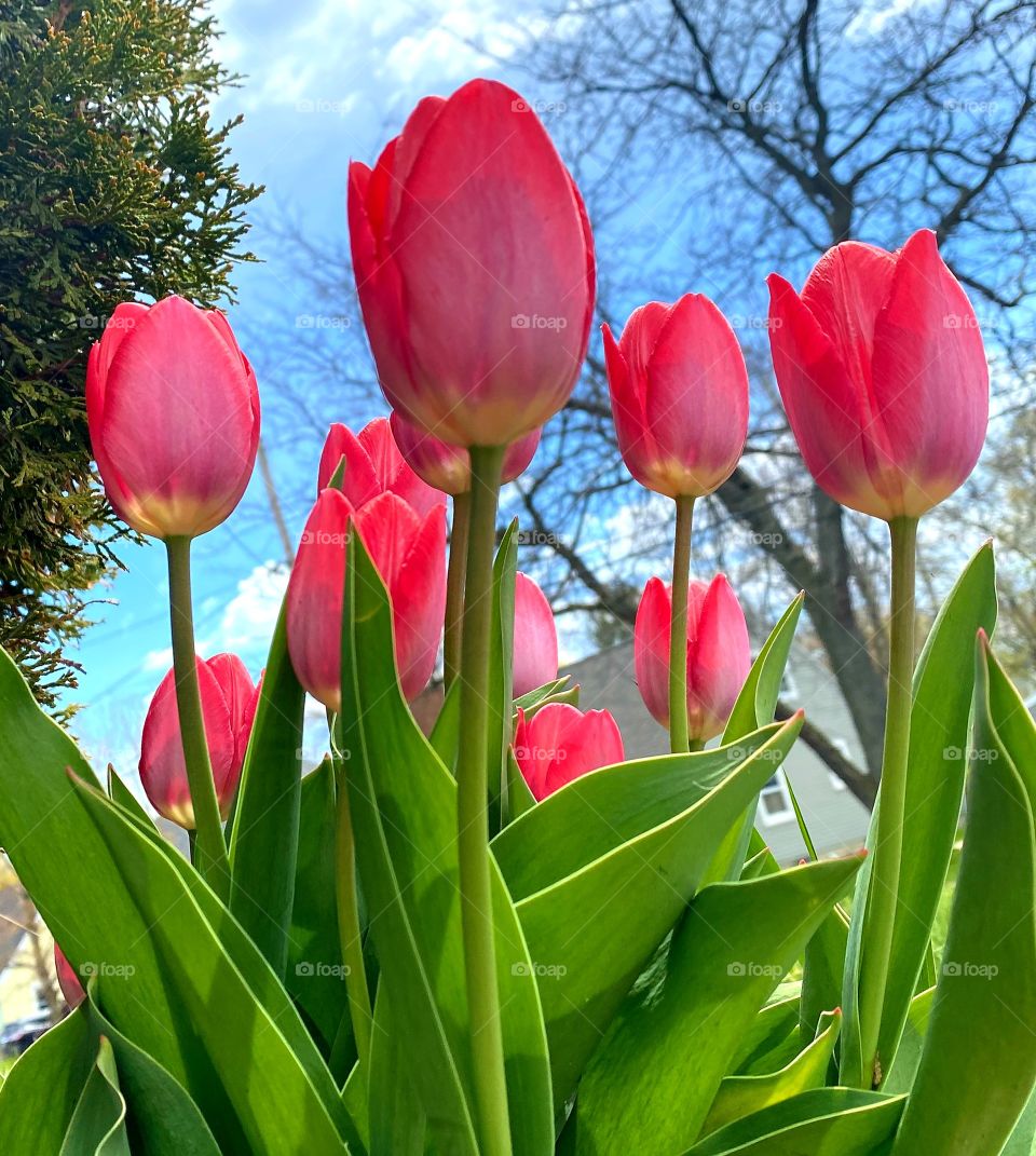 Bright Tulips on a Sunny afternoon in Spring