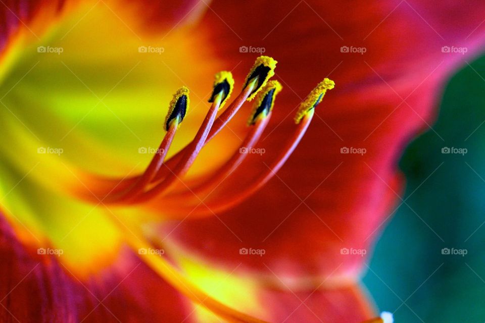 Closeup of a Hibiscus 