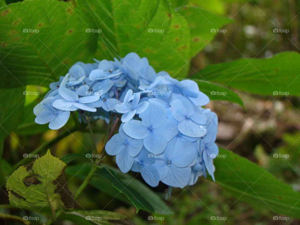 Hydrangea flower