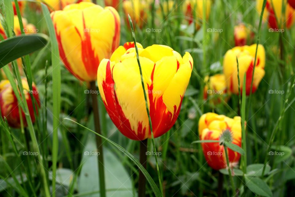 beautiful floral splendor