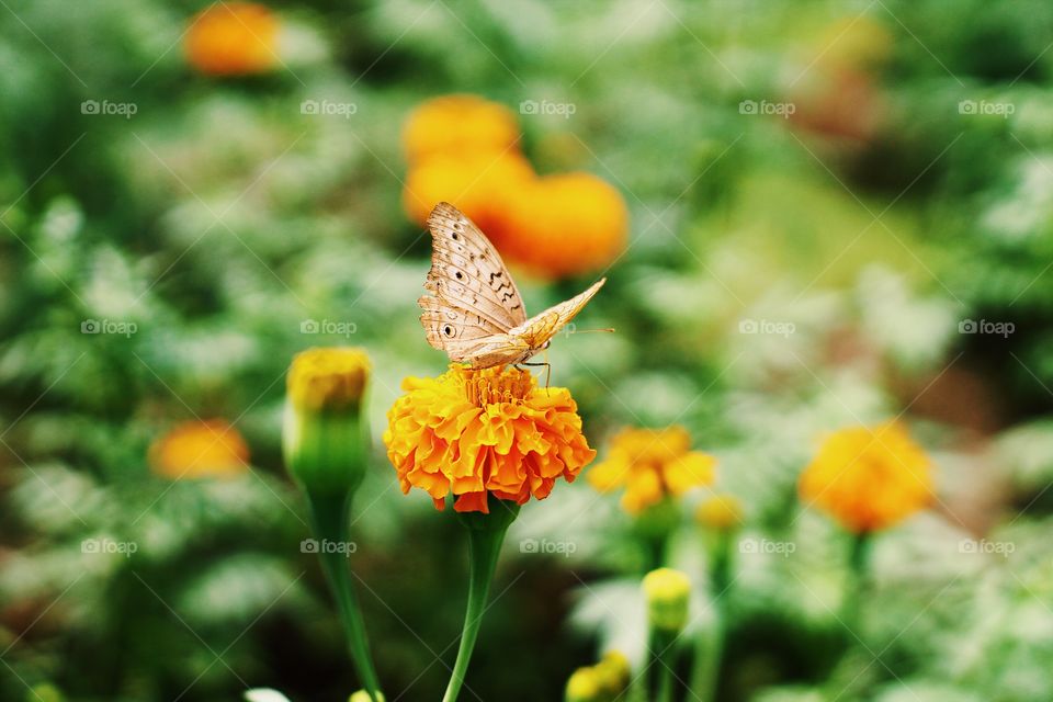 A butterfly above the flower with green bokeh background 