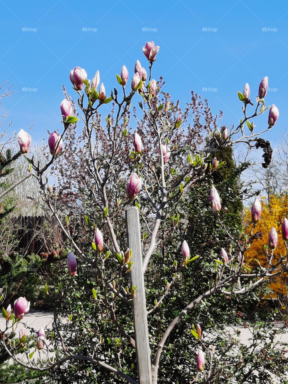 magnolia flowers on sunny day