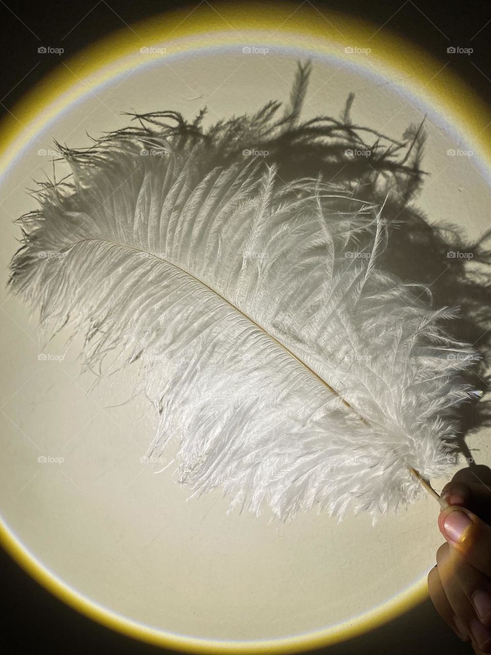 Feather