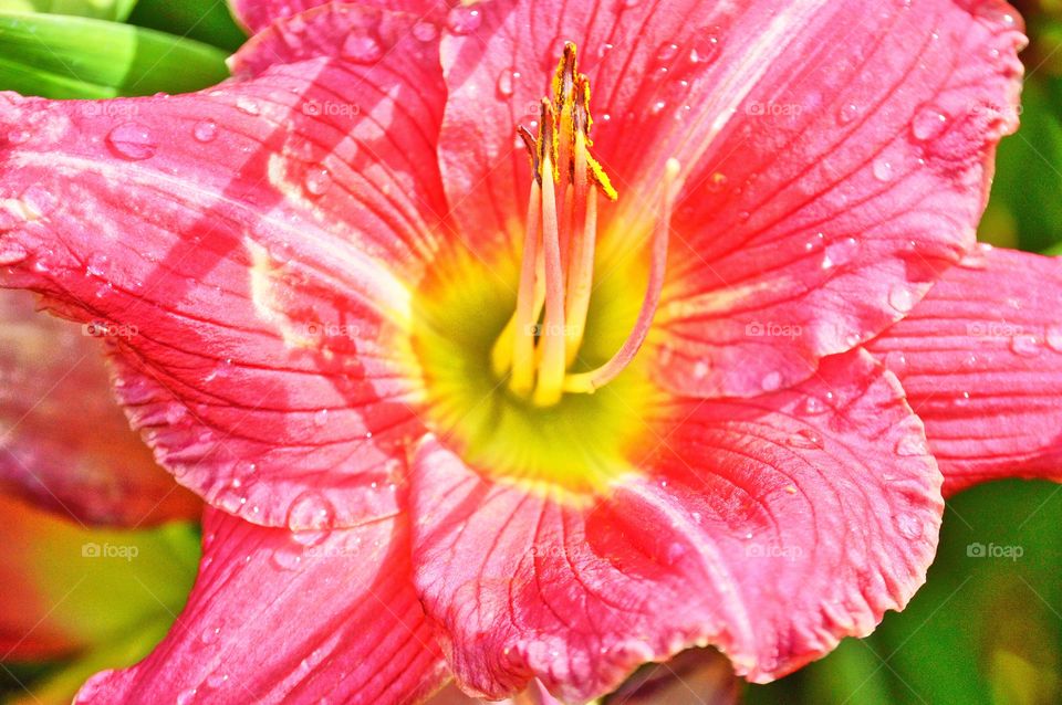 close up of a pink pastel colored flower with water drops.