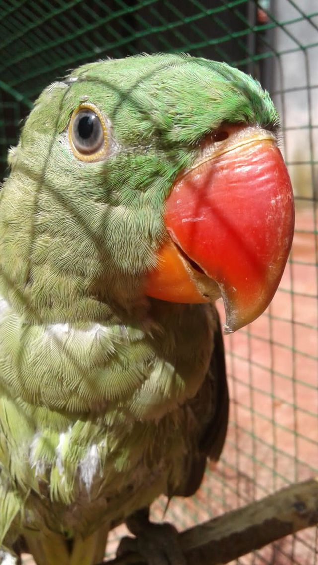 Green Parrot with Red beak❤️