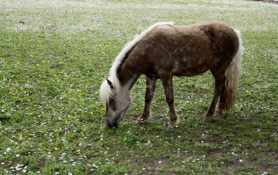 horse at the grass