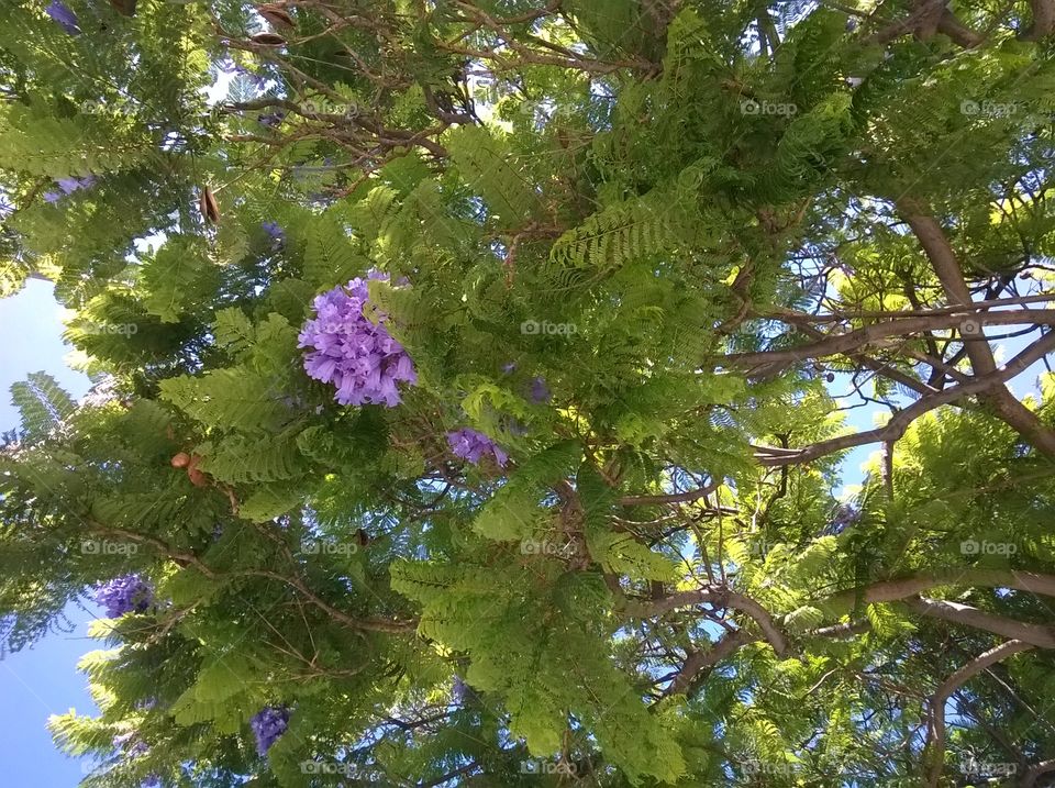 Jacaranda Fern Tree